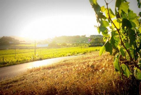 The Mediterranean Wine Road in Penedès