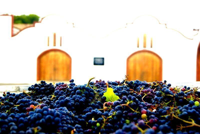 Ready, Steady, Go!!! The 2016 harvest has started!