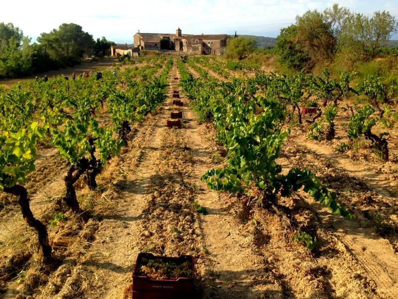 Harvest continues with Xarel·lo!