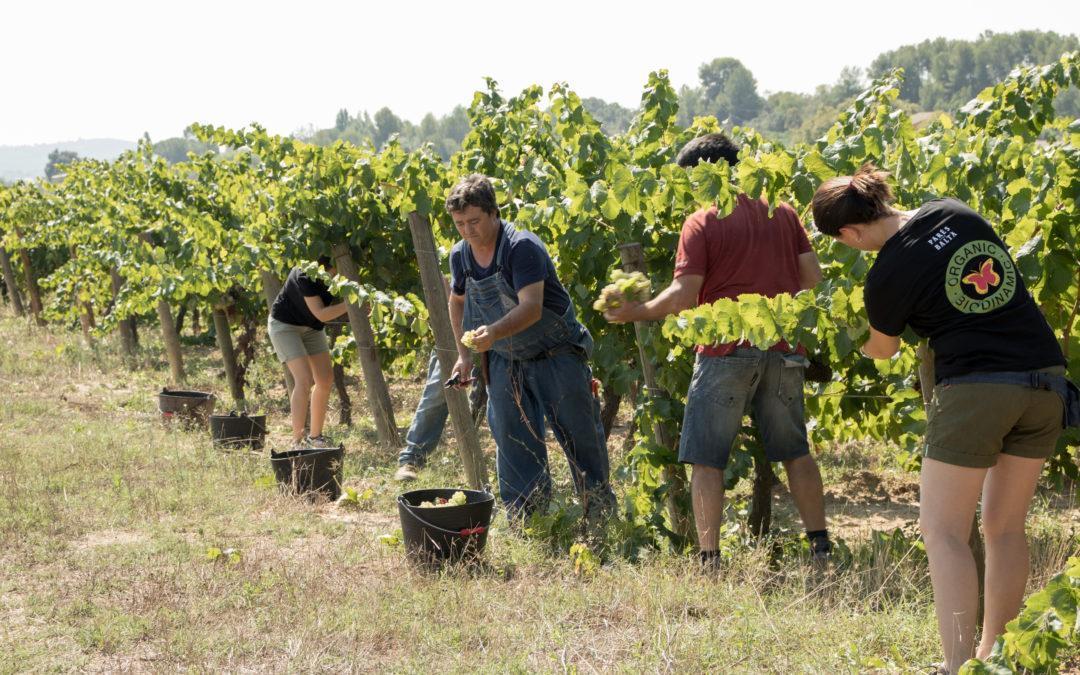 The culmination of a year of hard work – It´s harvest time!