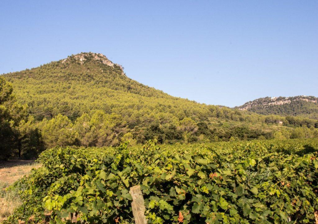 Viñedos en la montaña