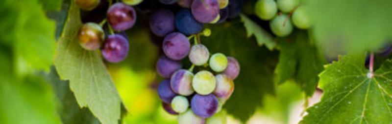 Organic and biodynamic farming; winegrower calendar