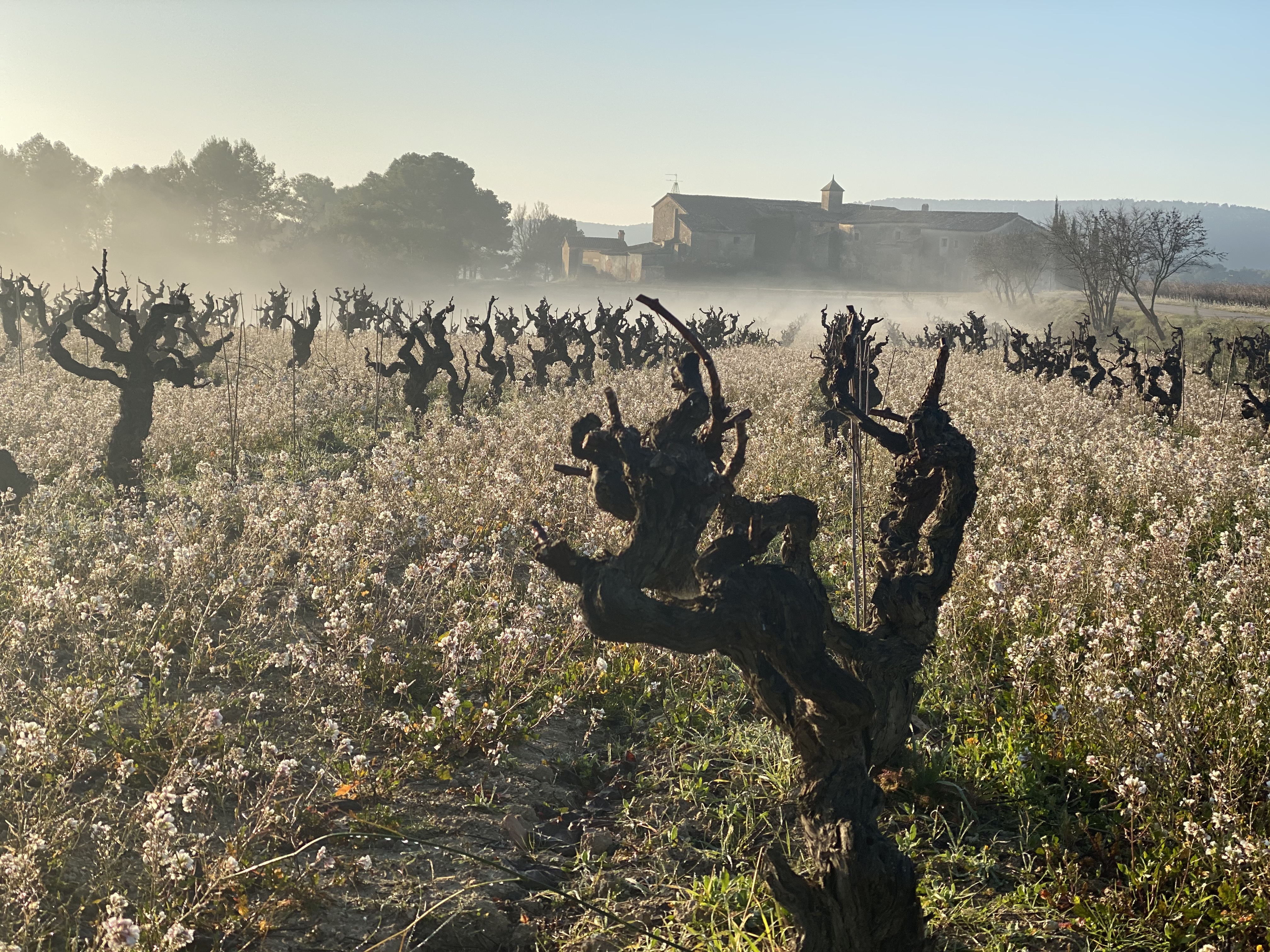 Can Miret, finca de xarel·lo de Parés Baltà, després de la poda d'hivern