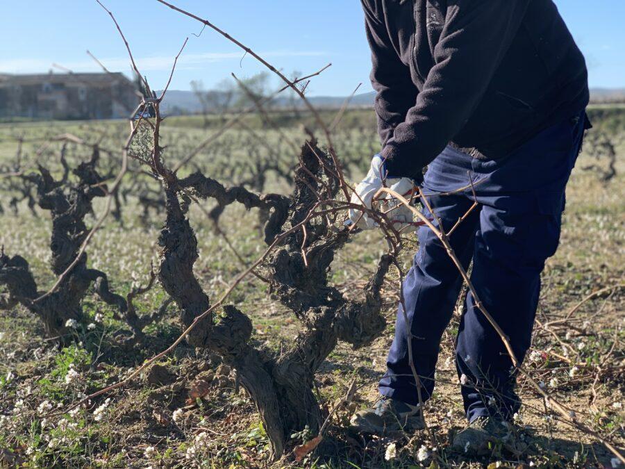 Viticultura de invierno: la poda de respeto