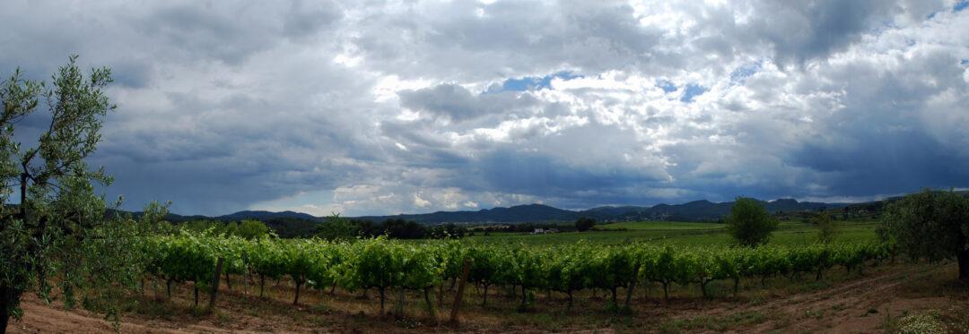 Observación del viñedo. El cambio climático y la lluvia.