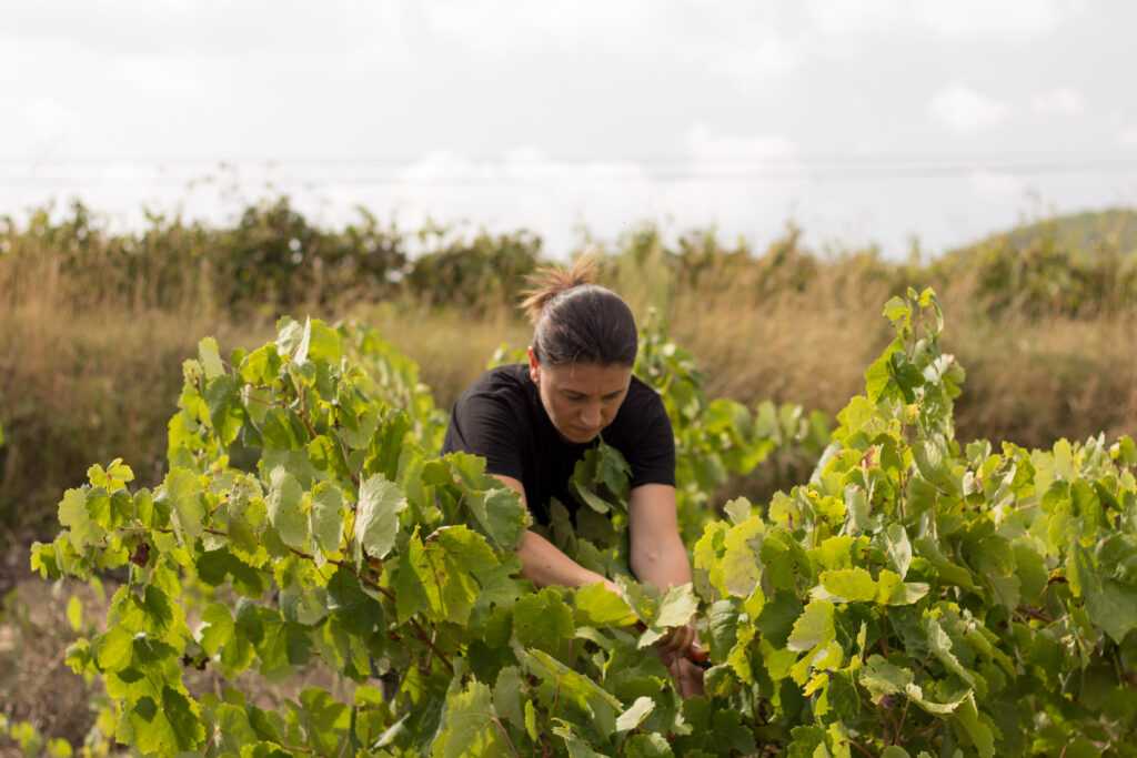 Biodynamic harvest started at Parés Baltà Winery. 20180904 verema 2018 vinya electio marta casas 14