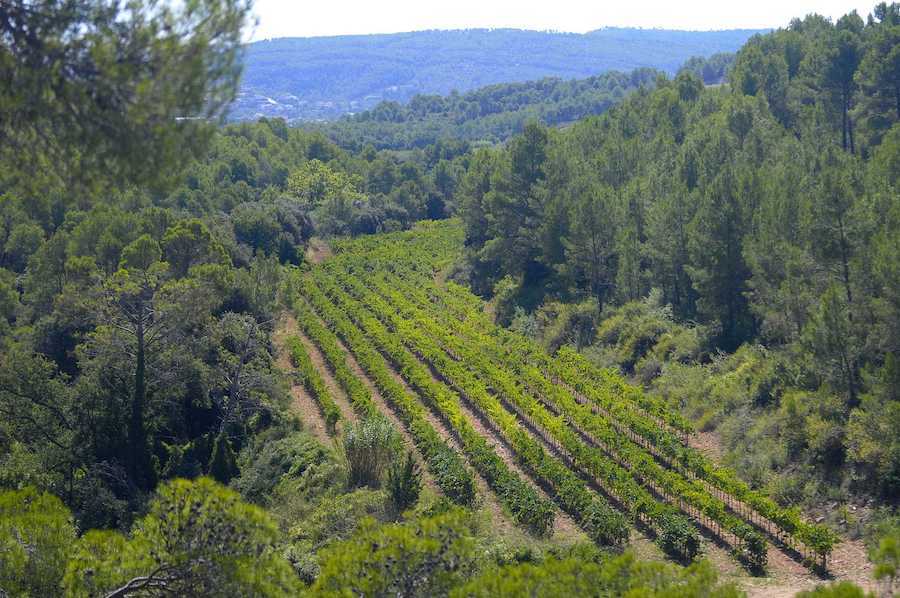 Viñedo biodinámico Viñedos ecológicos y biodinámicos de Parés Baltà