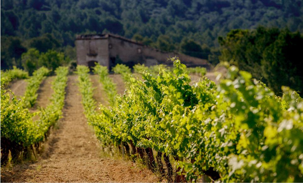Organic and biodynamic vineyards at Parés Baltà