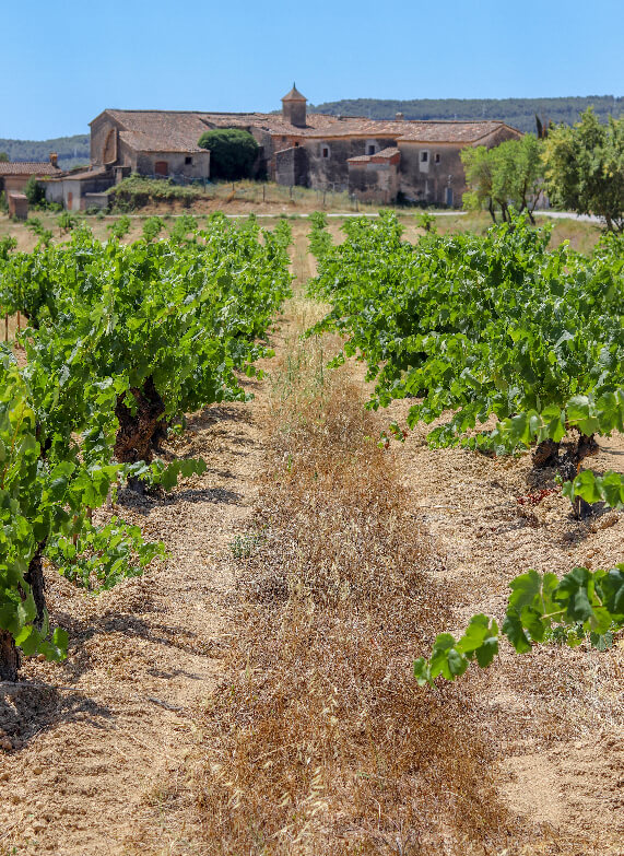 Cal Miret (1) Nuestros viñedos cal miret 1
