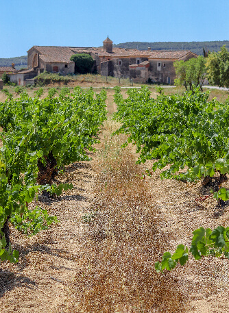 Cal Miret 2 Nuestros viñedos cal miret 2