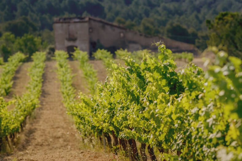 Finca La Torreta Pares Balta Nuestros viñedos finca la torreta pares balta