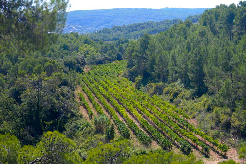 Finca Les Valls Pares Balta Nuestros viñedos finca les valls pares balta