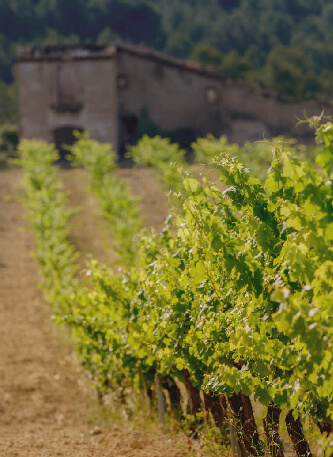 La Torreta Nuestros viñedos la torreta