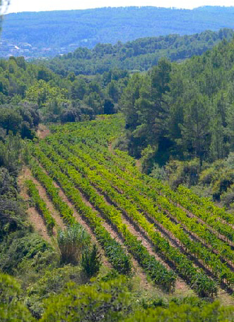Les Valls - Les Torres Nuestros viñedos les valls les torres