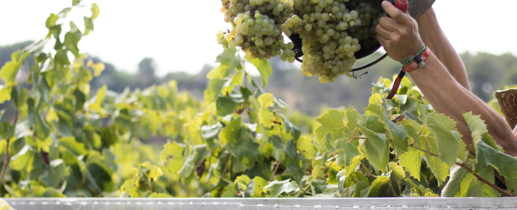 Uva biodinámica sana