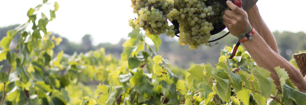 Uva biodinámica sana