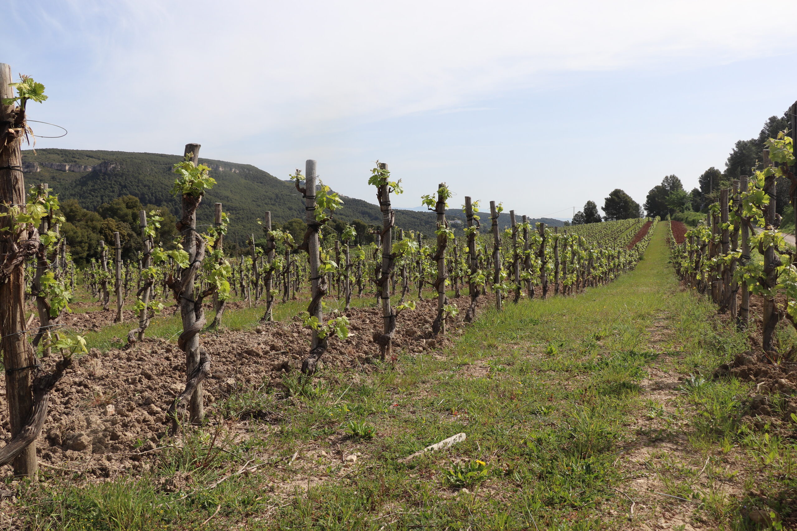 Parés Baltà Biodynamic Vineyard within a Natural Park