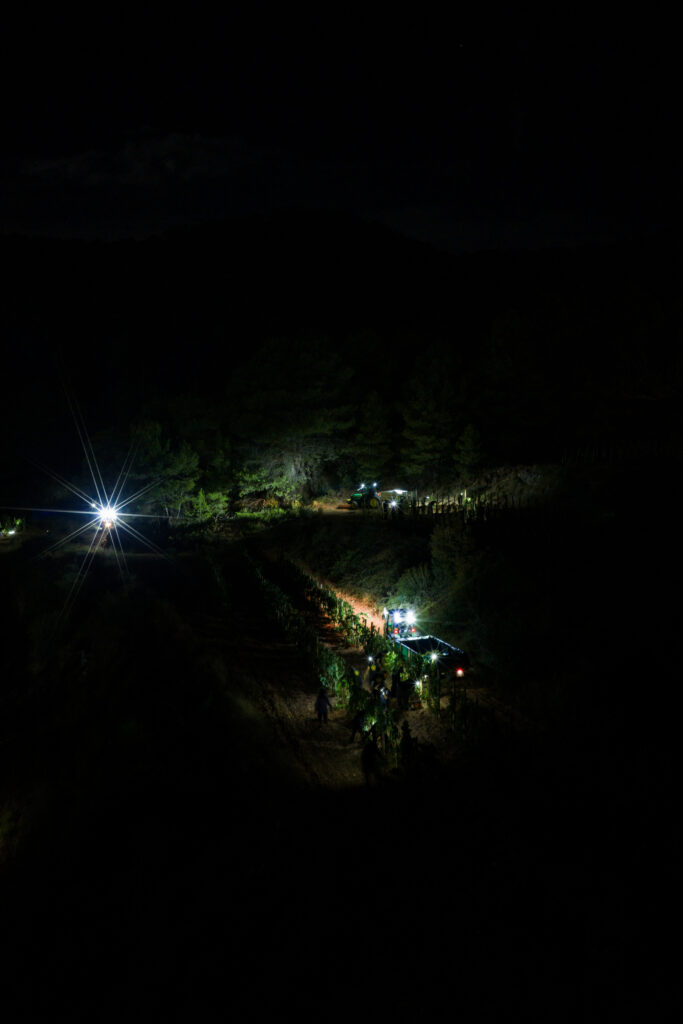 Vendimia Noctura Parés Baltà