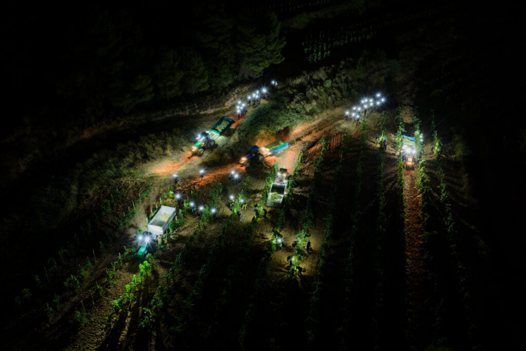 Vendimia nocturna en Parés Baltà