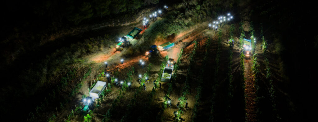 Vendimia nocturna en Parés Baltà