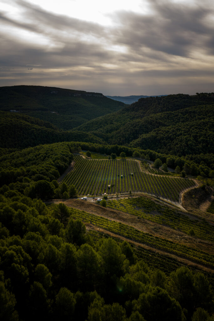 Malvasia de Sitges Parés Baltà